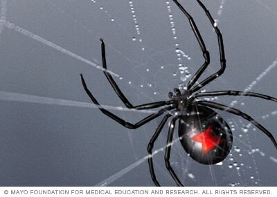 Black widow spider