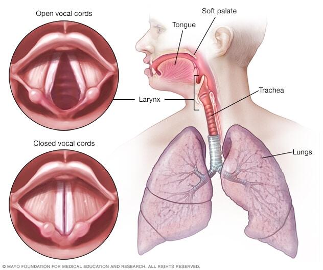 Vocal cords