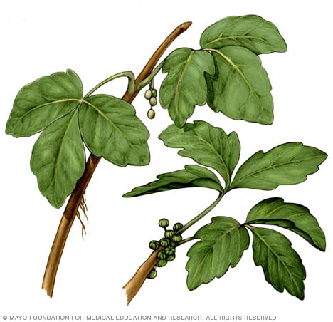 Illustration of poison ivy plant