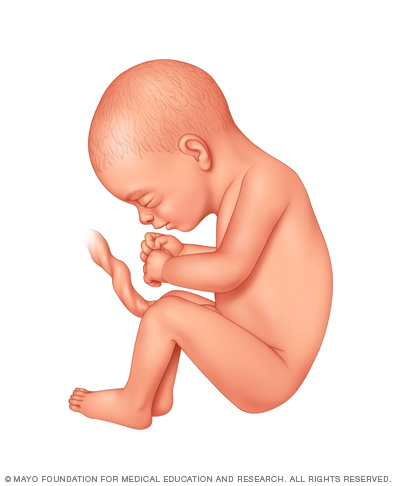 Fetus 27 weeks after conception